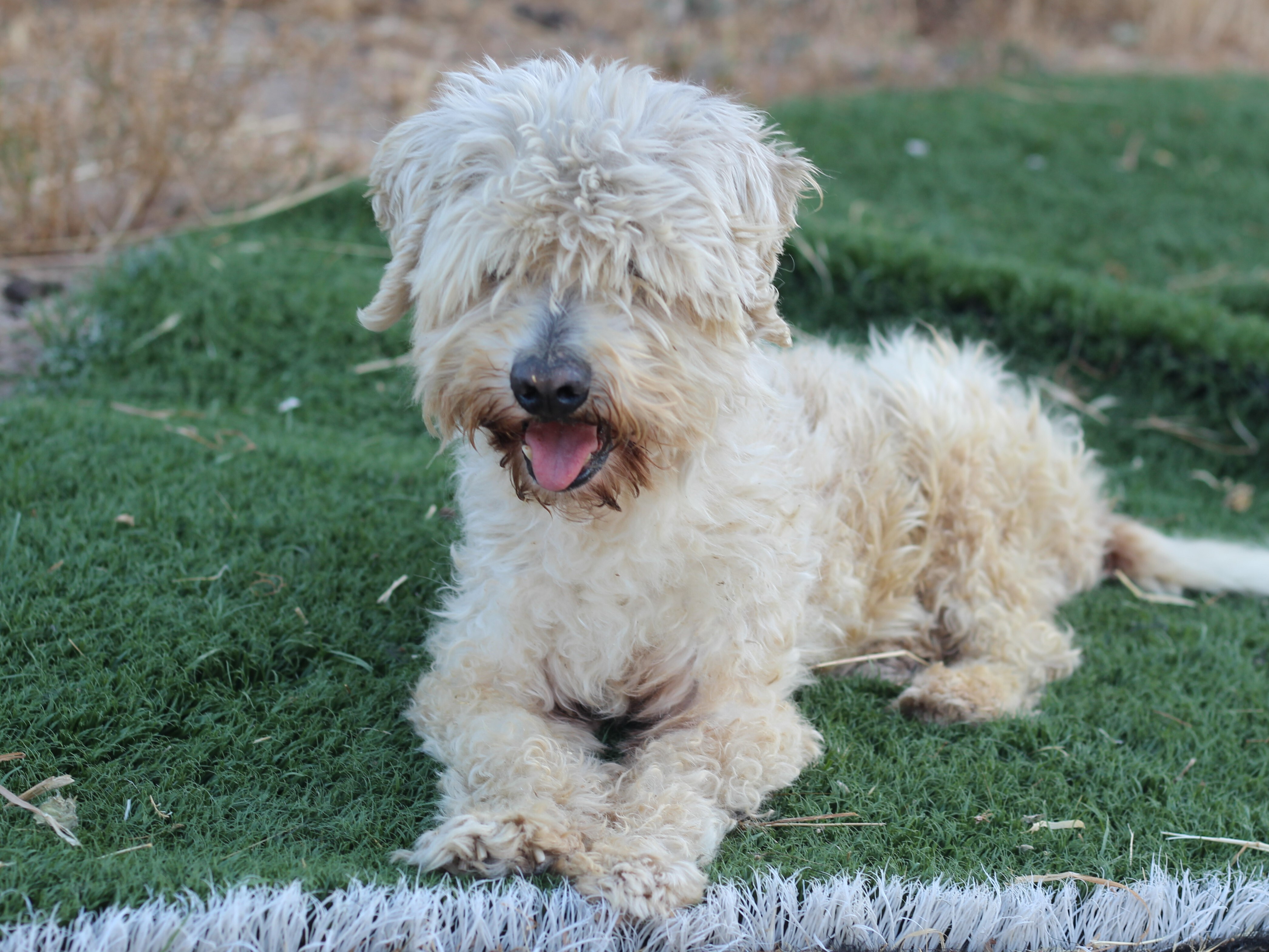 Matty, an adoptable Poodle, Lhasa Apso in Creston, CA, 93432 | Photo Image 2