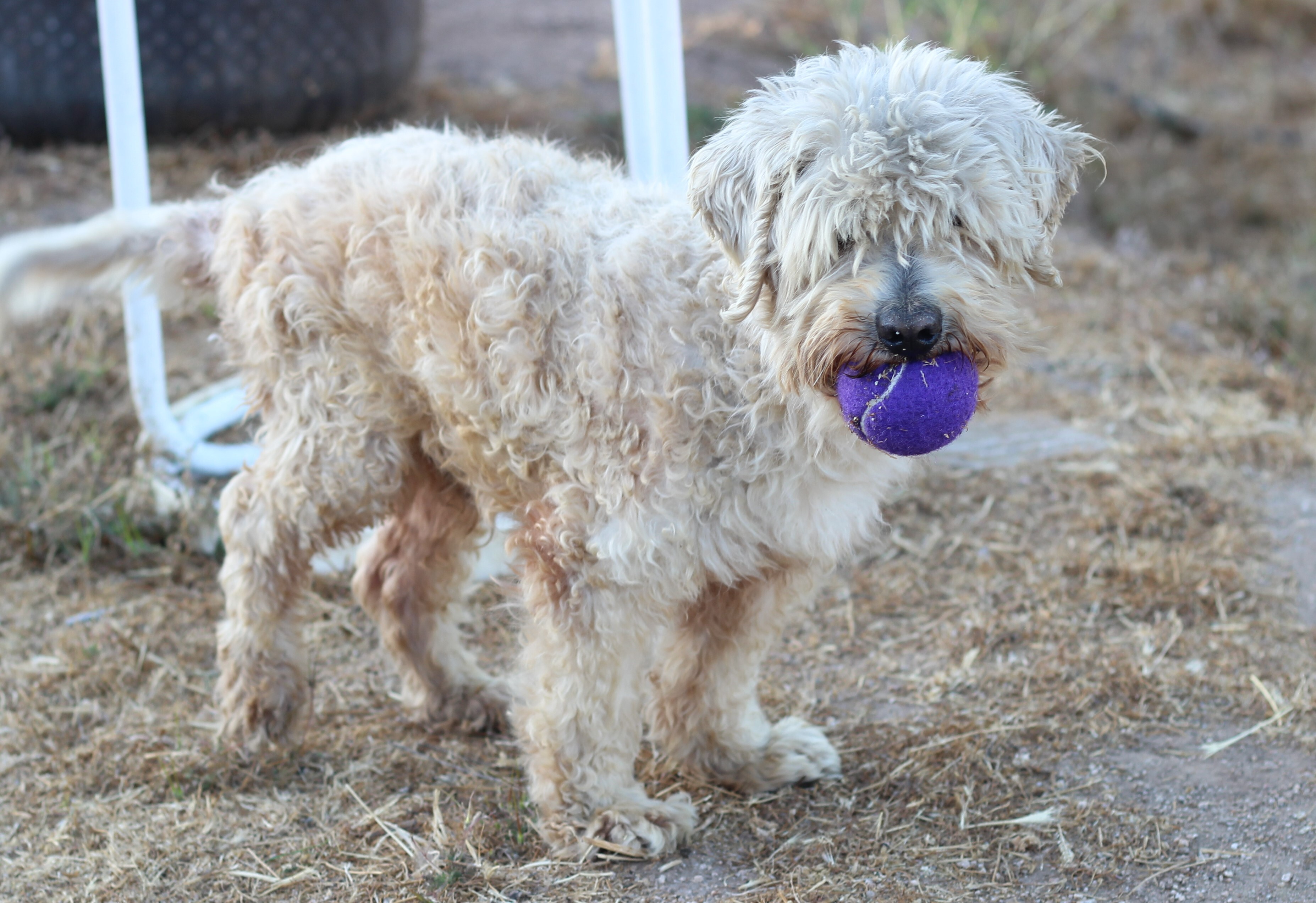 Matty, an adoptable Poodle, Lhasa Apso in Creston, CA, 93432 | Photo Image 3