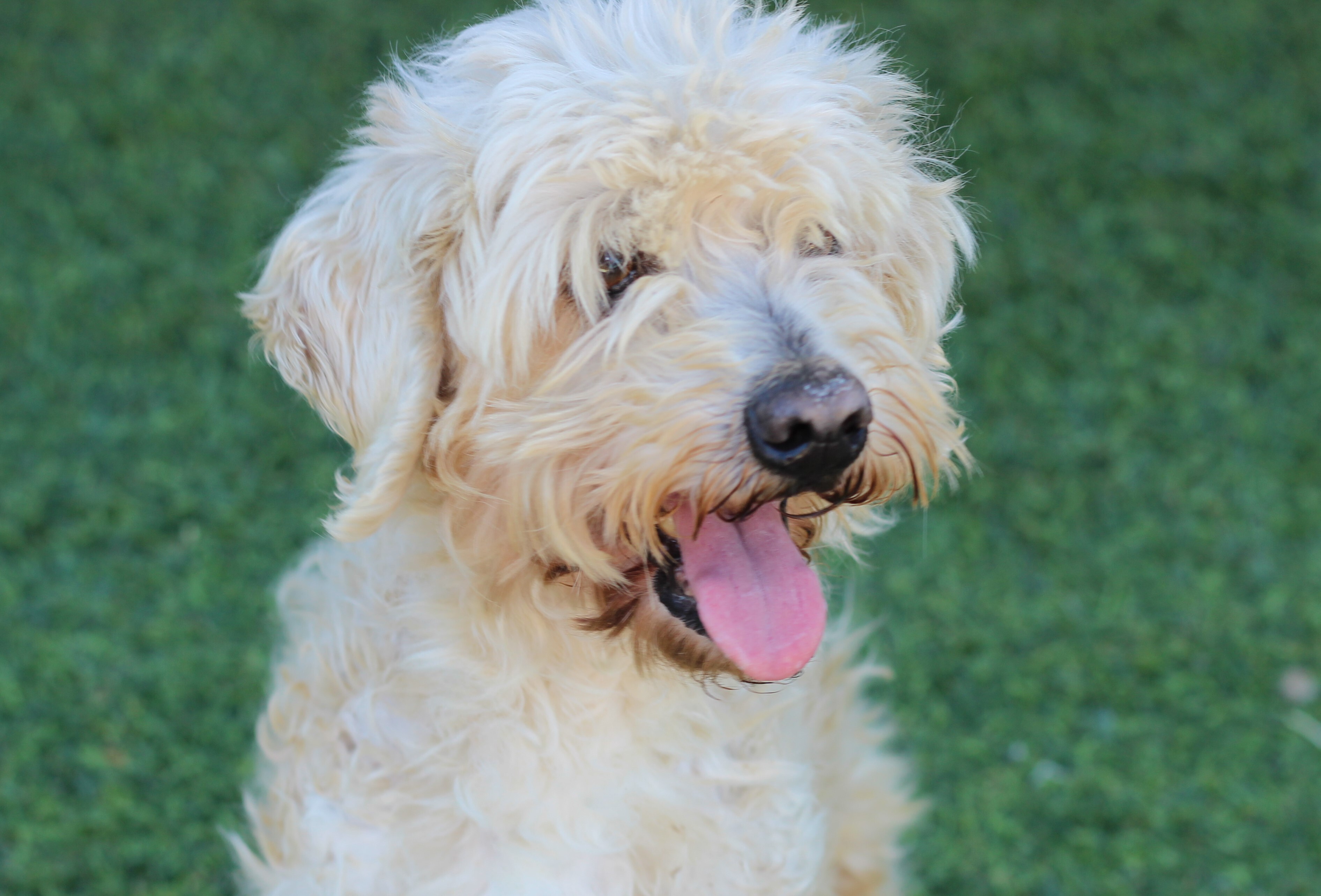 Matty, an adoptable Poodle, Lhasa Apso in Creston, CA, 93432 | Photo Image 1