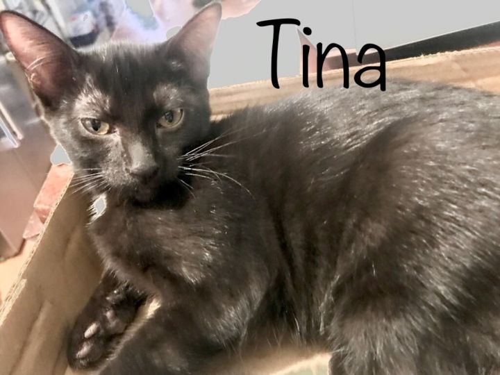 Tina 1