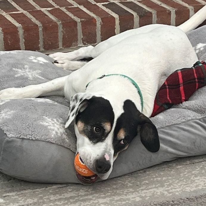 Coco, an adoptable Boxer, Labrador Retriever in Terrace Park, OH, 45174 | Photo Image 3