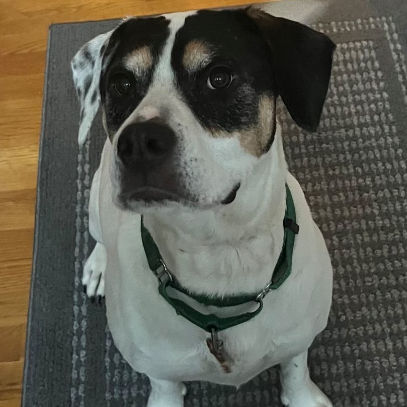 Coco, an adoptable Boxer, Labrador Retriever in Terrace Park, OH, 45174 | Photo Image 5