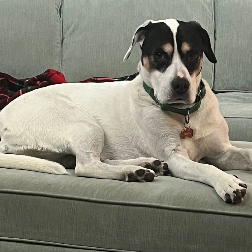 Coco, an adoptable Boxer, Labrador Retriever in Terrace Park, OH, 45174 | Photo Image 6