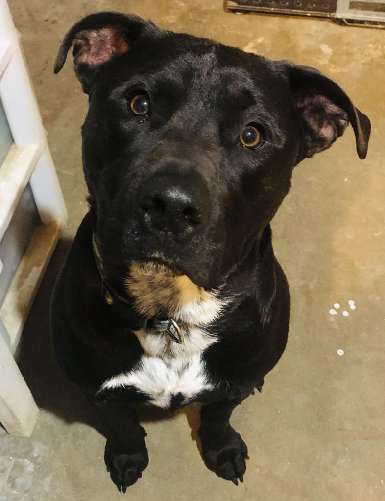 Markus, an adoptable Labrador Retriever, Pit Bull Terrier in Washburn, MO, 65772 | Photo Image 1