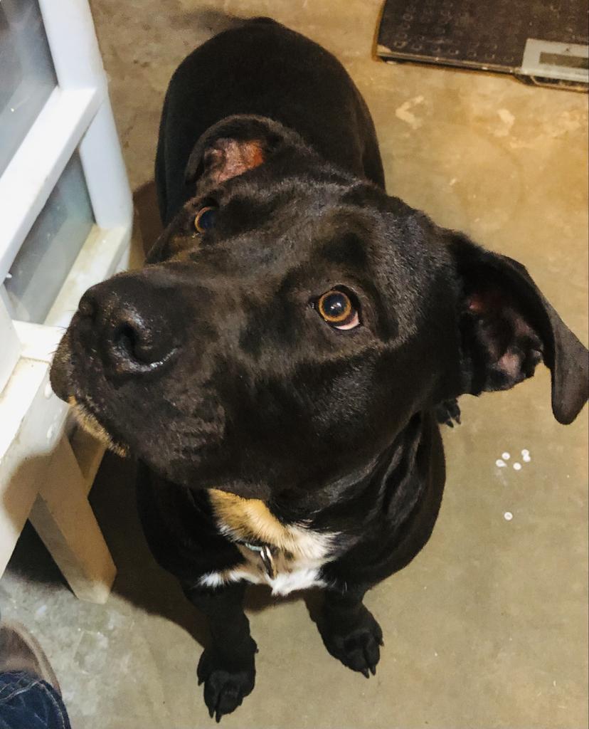 Markus, an adoptable Labrador Retriever, Pit Bull Terrier in Washburn, MO, 65772 | Photo Image 2