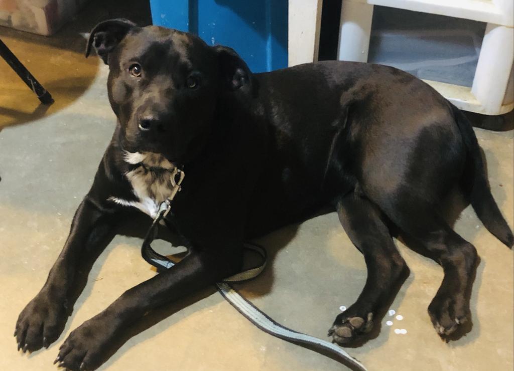 Markus, an adoptable Labrador Retriever, Pit Bull Terrier in Washburn, MO, 65772 | Photo Image 5