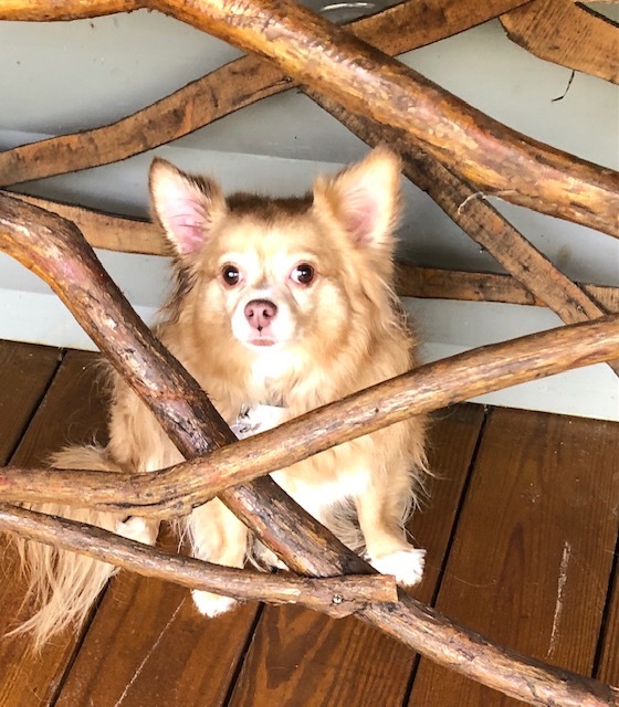 Foxy, an adopted Chihuahua in Atlanta, GA_image-3