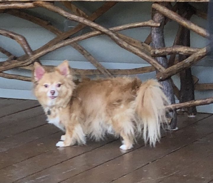 Foxy, an adopted Chihuahua in Atlanta, GA_image-1