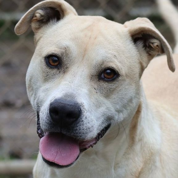 Pipster, an adoptable Mixed Breed, Yellow Labrador Retriever in Rossville, TN, 38066 | Photo Image 3