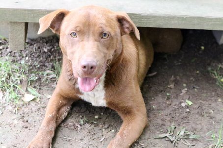 Emiline, an adoptable Mixed Breed, Chocolate Labrador Retriever in Rossville, TN, 38066 | Photo Image 2