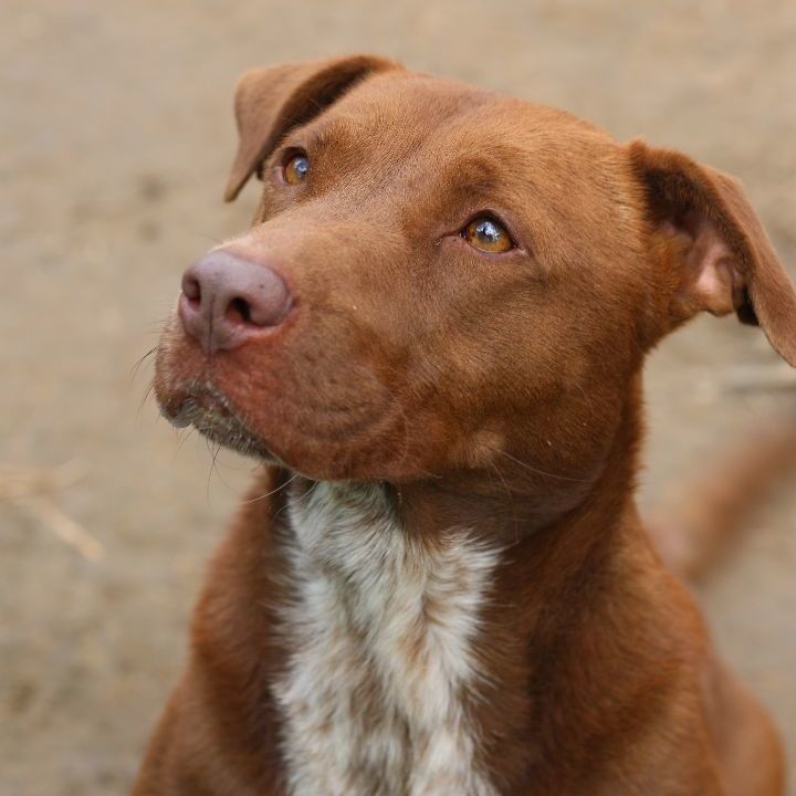 Emiline, an adoptable Mixed Breed, Chocolate Labrador Retriever in Rossville, TN, 38066 | Photo Image 1