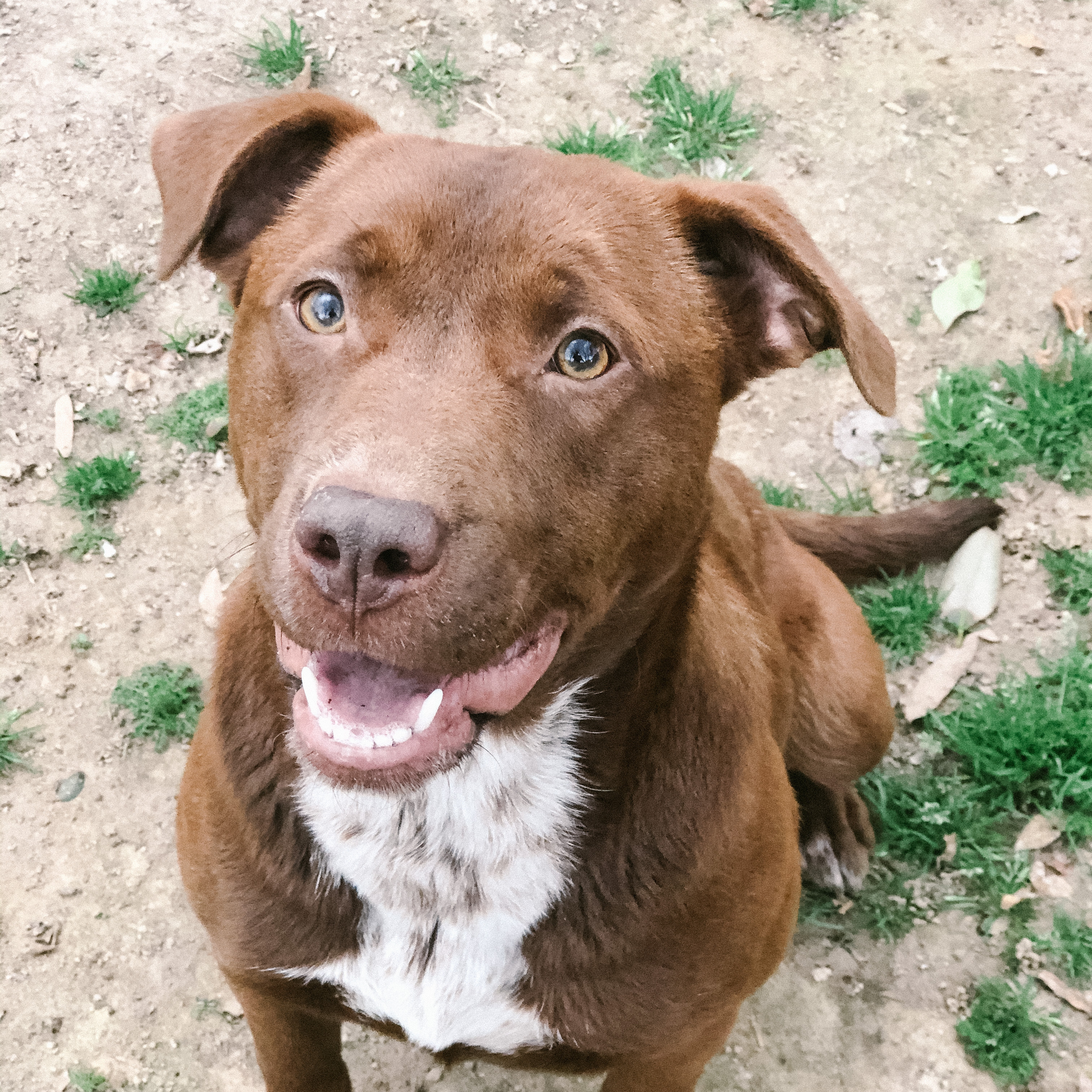 Emiline, an adoptable Mixed Breed, Chocolate Labrador Retriever in Rossville, TN, 38066 | Photo Image 3