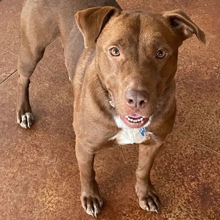 Emiline, an adoptable Mixed Breed, Chocolate Labrador Retriever in Rossville, TN, 38066 | Photo Image 5