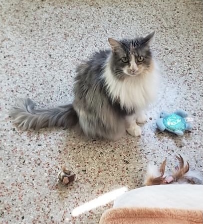Dinah, an adoptable Dilute Calico in Maitland, FL, 32794 | Photo Image 3