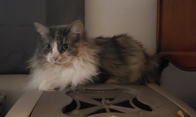Dinah, an adoptable Dilute Calico in Maitland, FL, 32794 | Photo Image 1