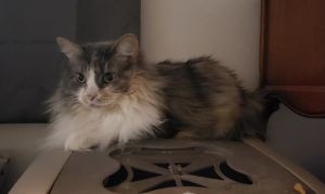 Dinah, Senior Female unknown