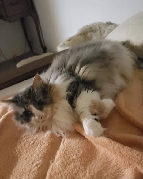 Dinah, an adoptable Dilute Calico in Maitland, FL, 32794 | Photo Image 4