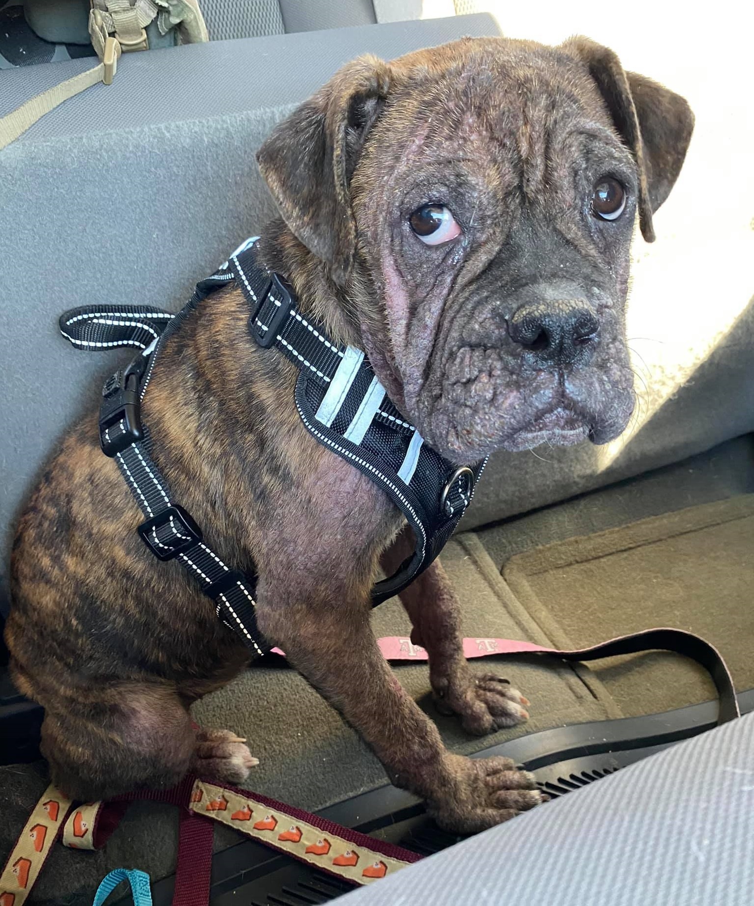 Jetta, an adoptable Boxer in Hewitt, TX, 76643 | Photo Image 3