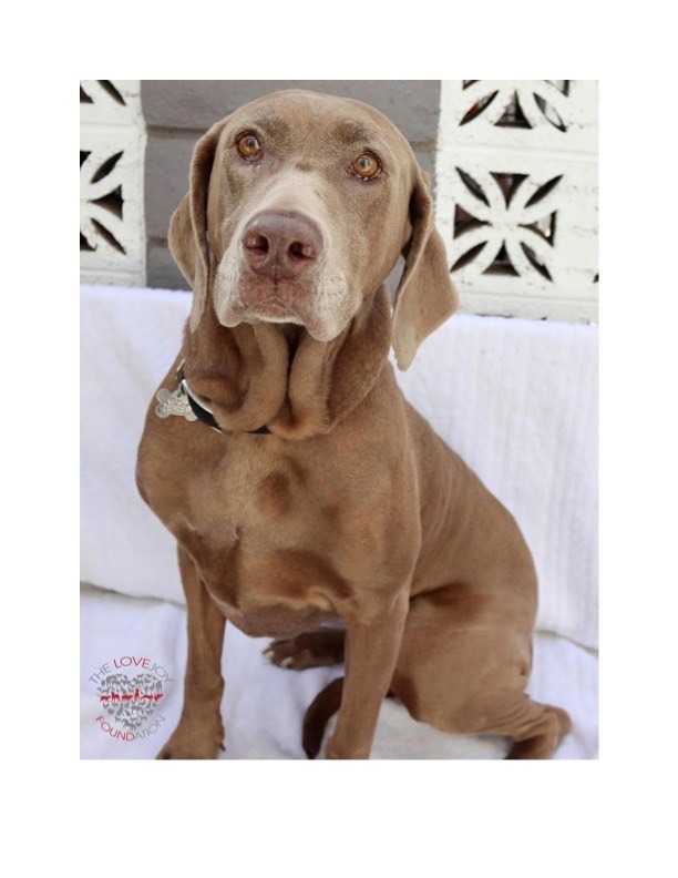 Dog for adoption - Macy, a Labrador Retriever & Weimaraner Mix in Inglewood,  CA | Petfinder