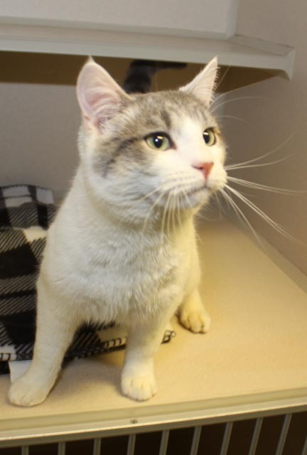 Willie is just wonderful!  WOW!, an adopted Turkish Van in South Salem, NY_image-2