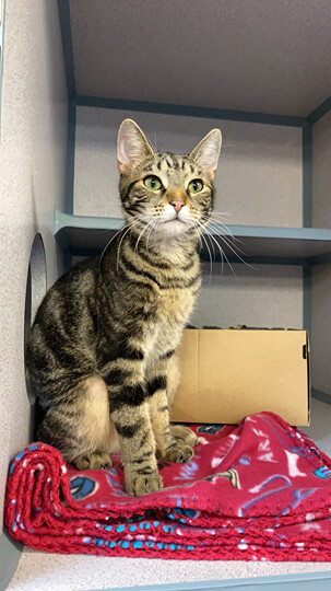 Lucy is the light of your life!  Stunning and Sweet!, an adopted Bengal & Tabby Mix in South Salem, NY_image-1