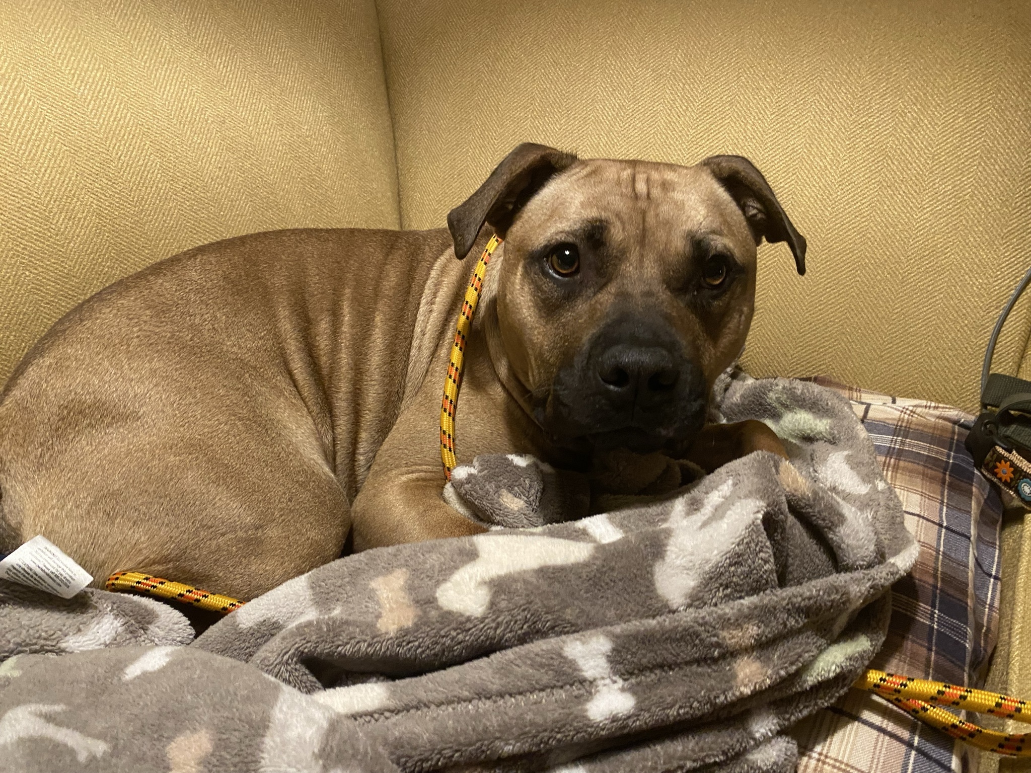 Thomas - Take My Lead Dog, an adoptable Pit Bull Terrier in Cranston, RI, 02905 | Photo Image 3