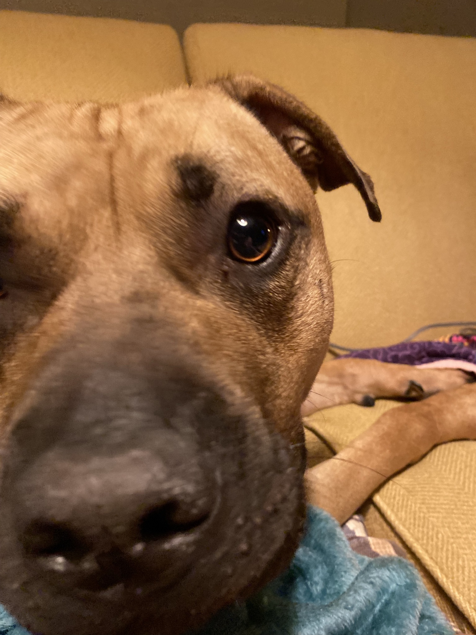 Thomas - Take My Lead Dog, an adoptable Pit Bull Terrier in Cranston, RI, 02905 | Photo Image 4