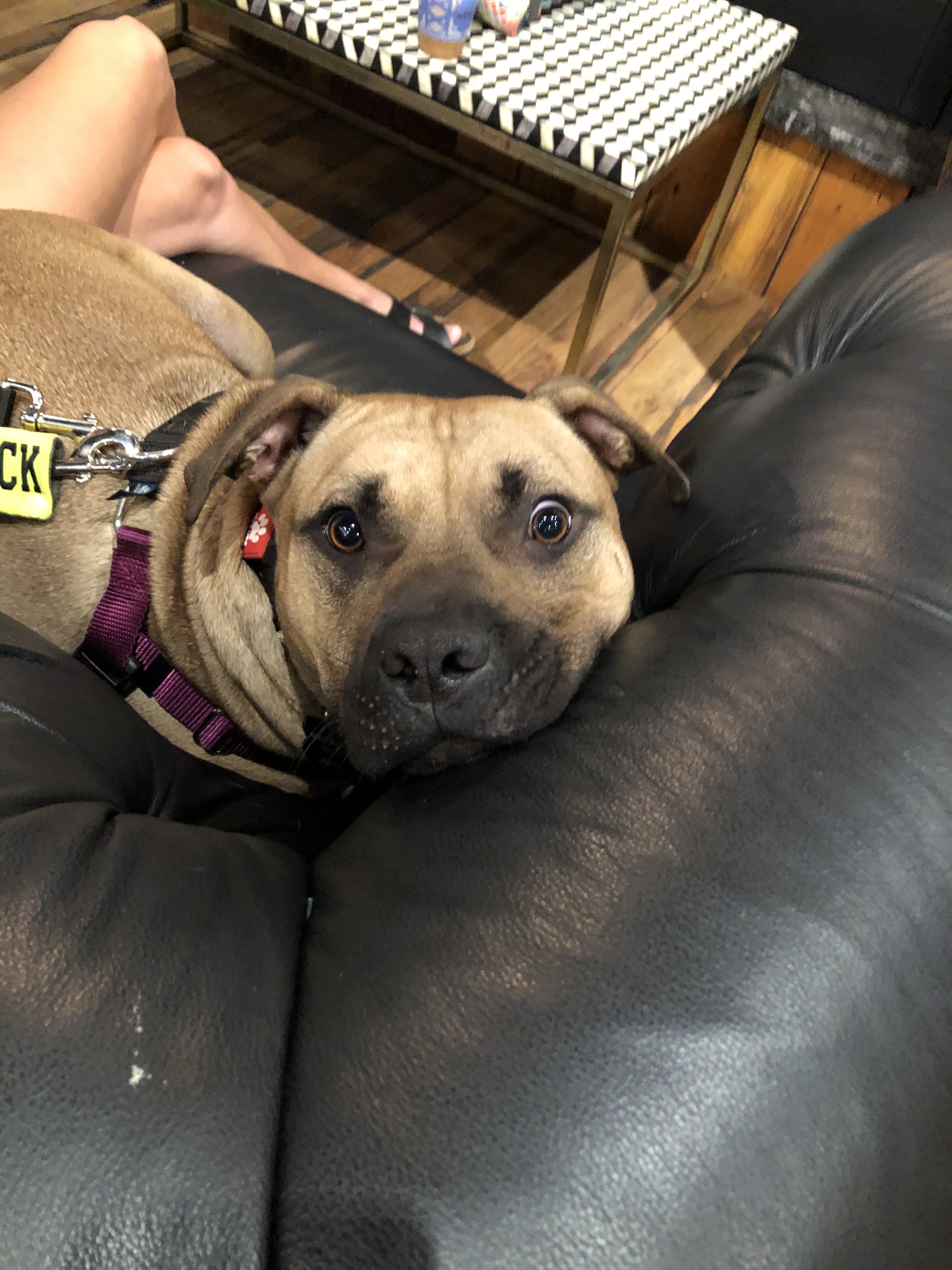Thomas - Take My Lead Dog, an adoptable Pit Bull Terrier in Cranston, RI, 02905 | Photo Image 5
