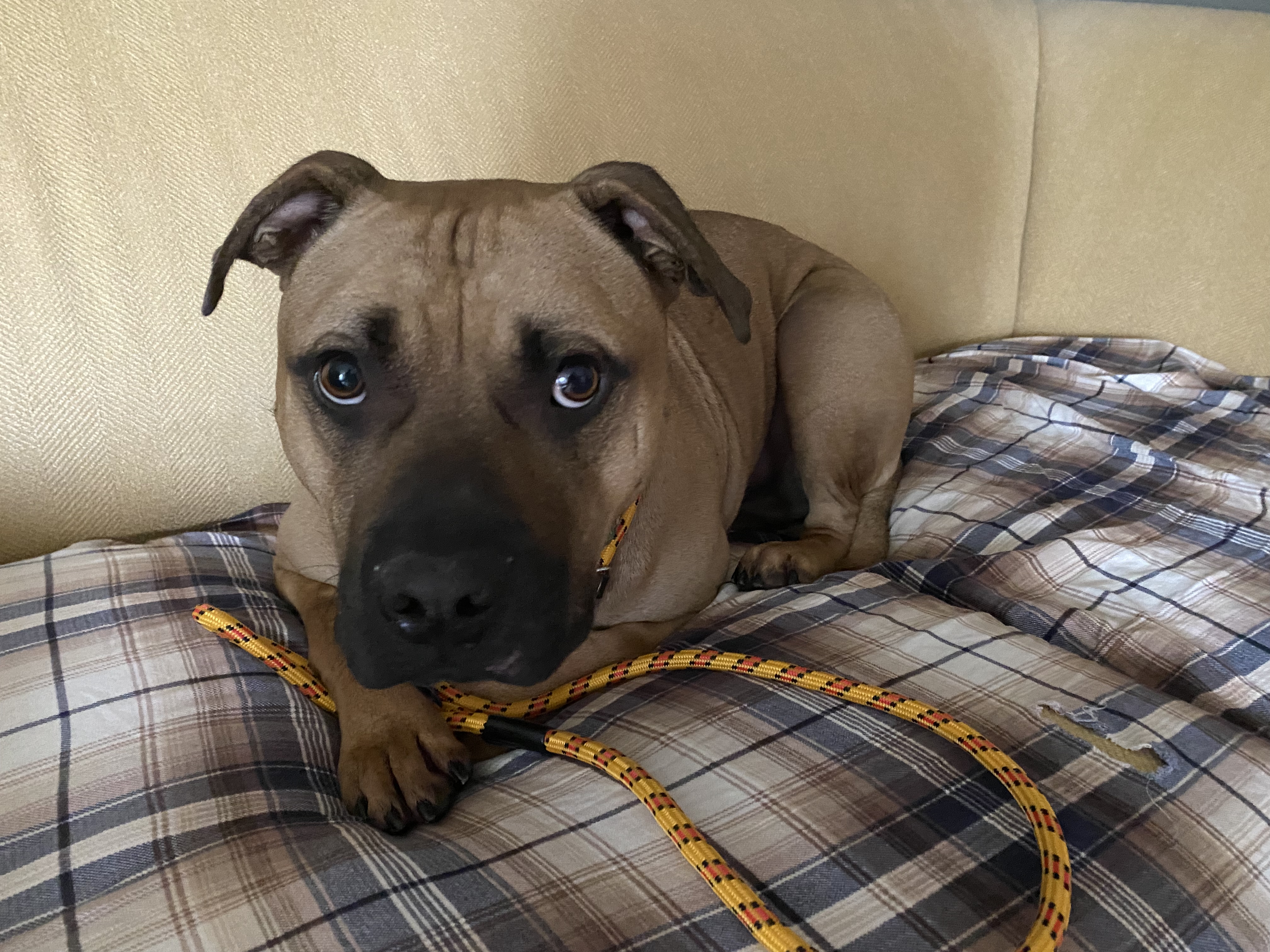 Thomas - Take My Lead Dog, an adoptable Pit Bull Terrier in Cranston, RI, 02905 | Photo Image 6