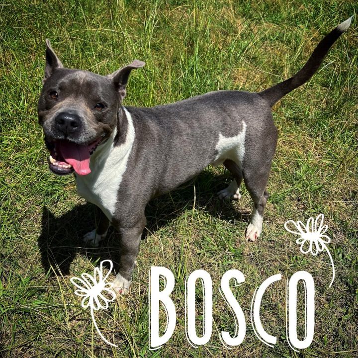 Bosco 1