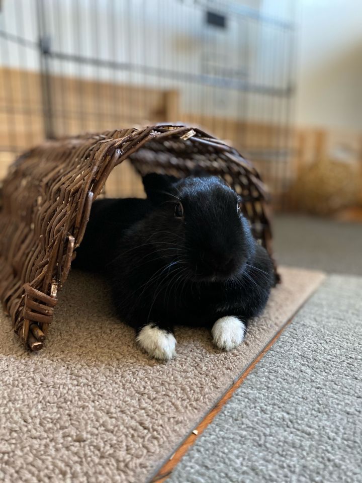 Rabbit for adoption Fig, a Bunny Rabbit in New York, NY Petfinder