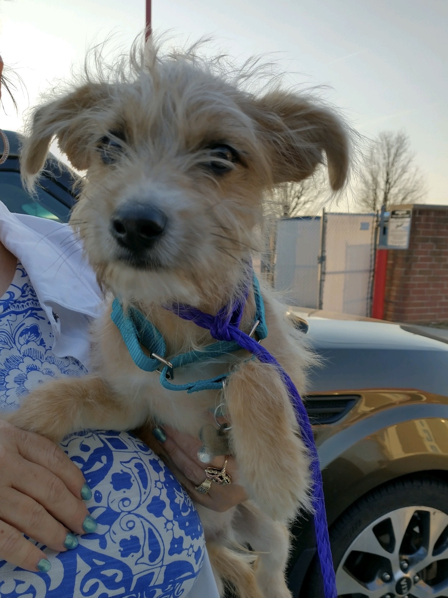 Seymour, an adoptable Wirehaired Terrier in Dayton, OH, 45431 | Photo Image 2