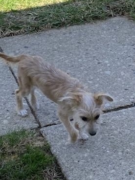 Seymour, an adoptable Wirehaired Terrier in Dayton, OH, 45431 | Photo Image 4