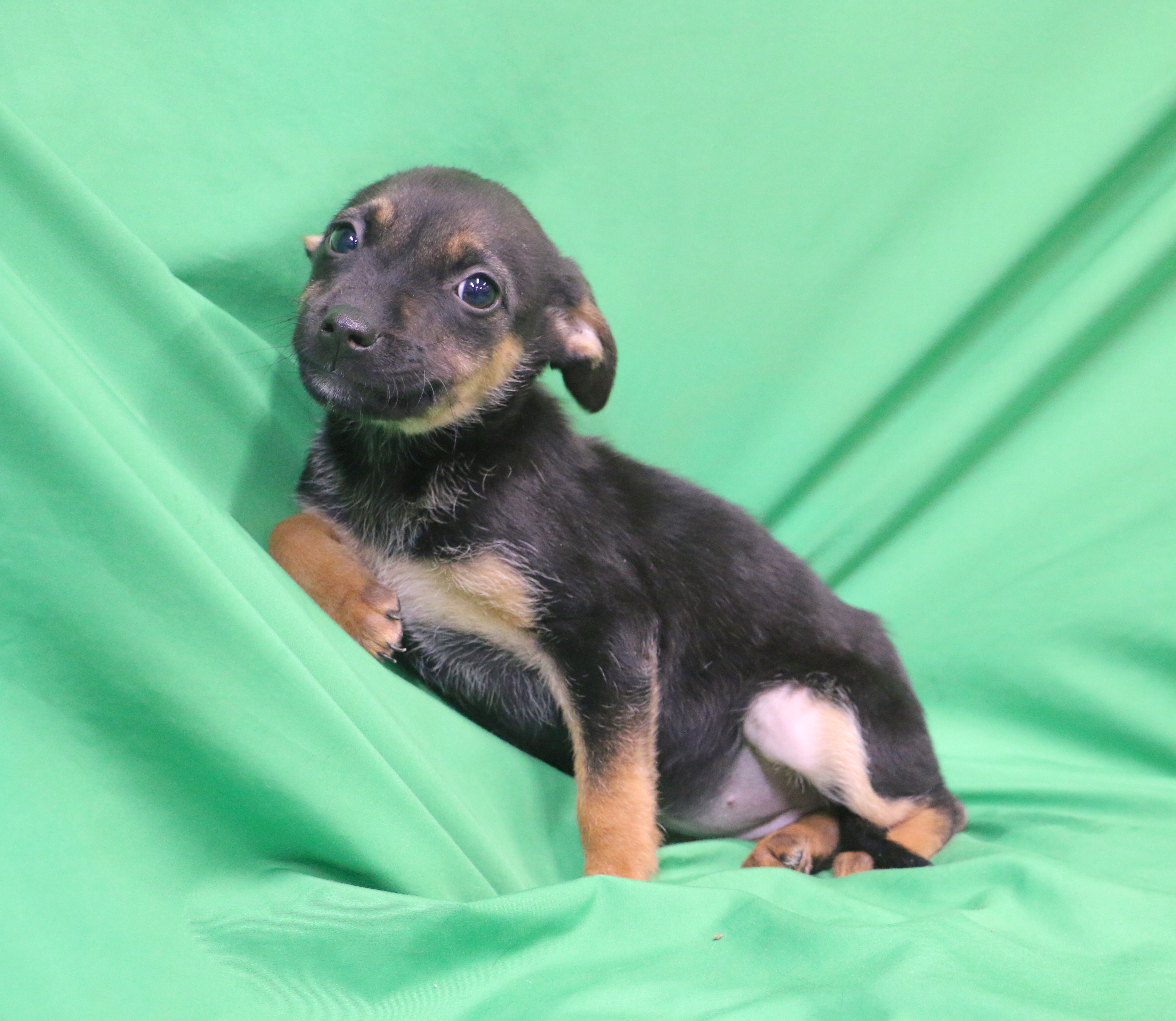 Kay, an adoptable Beagle, German Shepherd Dog in San Ysidro, CA, 92173 | Photo Image 1