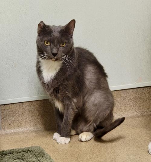Monty-pending, an adopted Domestic Short Hair in Brick, NJ_image-1