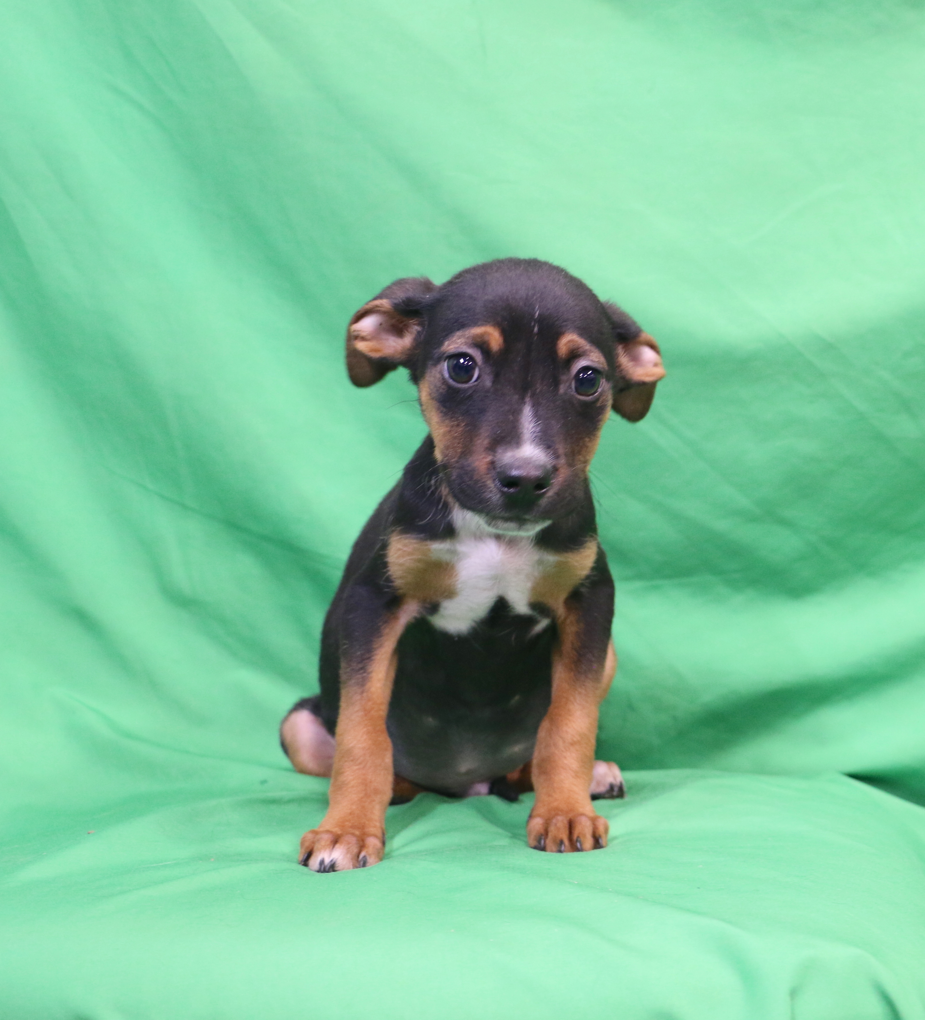 Davie, an adoptable Beagle, Shepherd in San Diego, CA, 92116 | Photo Image 1