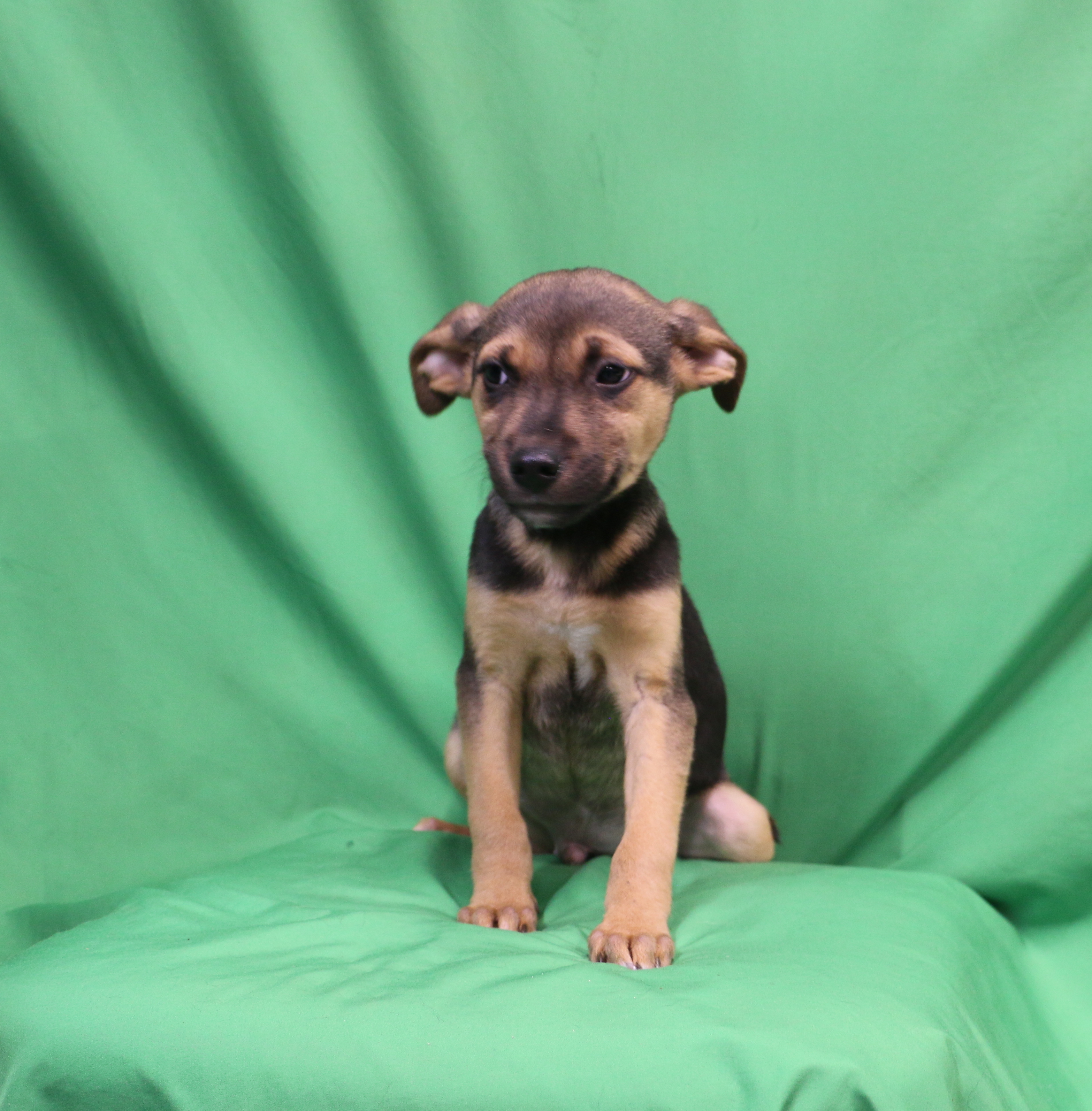 Georgia, an adoptable Beagle, Shepherd in San Diego, CA, 92116 | Photo Image 1