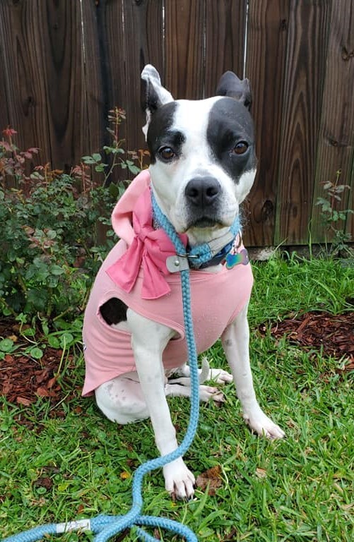 Lulu Mae, an adoptable Pit Bull Terrier in New Orleans, LA, 70124 | Photo Image 5