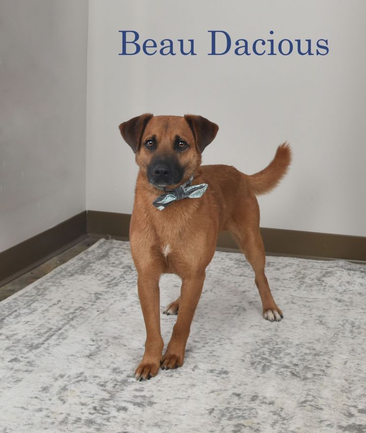 Beau Dacious 4