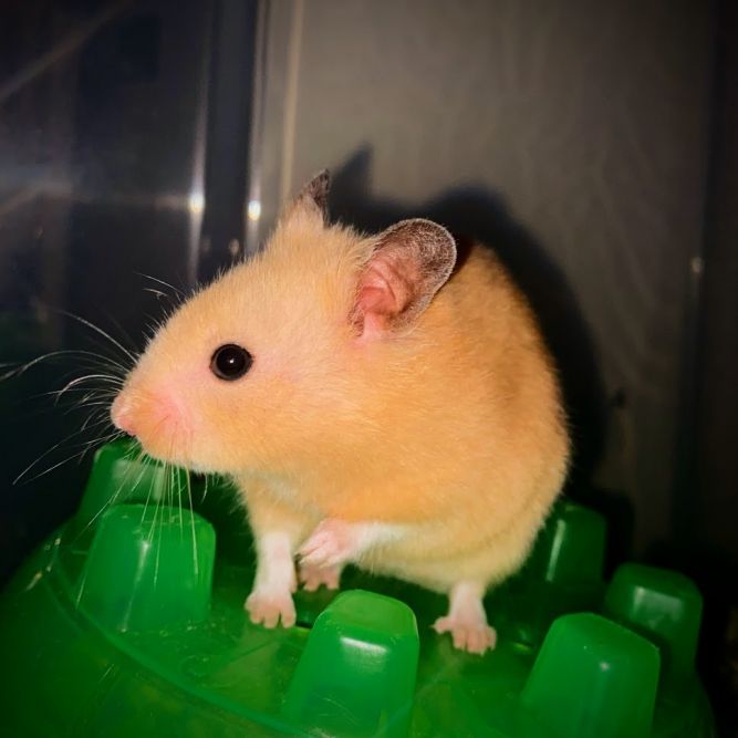 Hamster for adoption - Legend, a Hamster in Ravensdale, WA | Petfinder