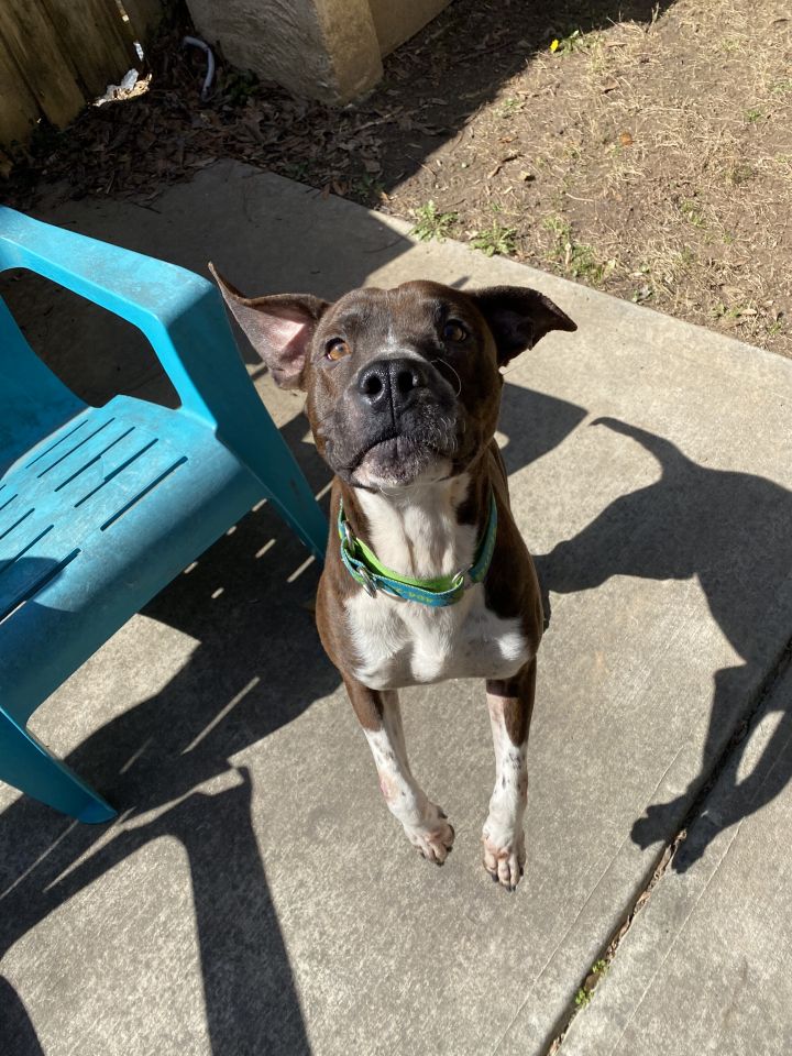 Calvin, an adopted Hound & Terrier Mix in Marietta, GA_image-4
