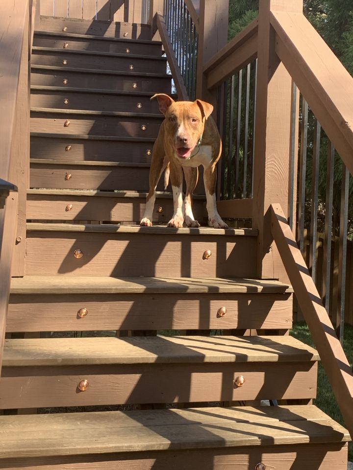 Klein, an adopted Terrier & Hound Mix in Marietta, GA_image-6