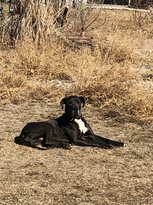 Great Dane Puppies Colorado Springs - Great Dane For Adoption In Denver Co Area Adopt Ripley / A gentle giant, the great dane is nothing short of majestic.