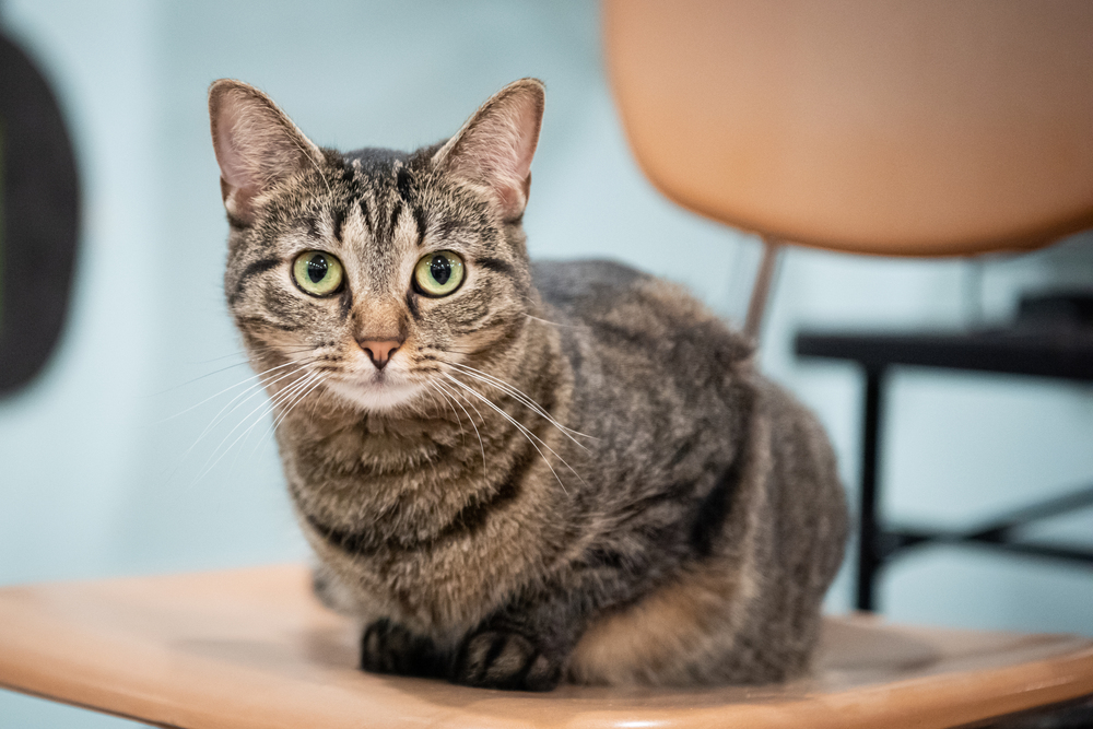 Stormy, an adoptable Domestic Short Hair, Tabby in New Cumberland, WV, 26047 | Photo Image 1