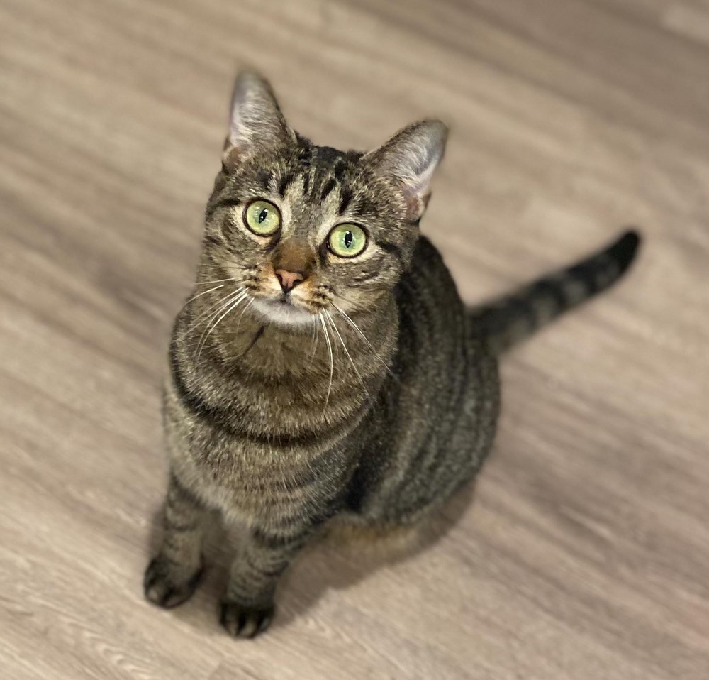 Stormy, an adoptable Domestic Short Hair, Tabby in New Cumberland, WV, 26047 | Photo Image 4