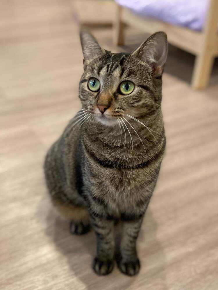 Stormy, an adoptable Domestic Short Hair, Tabby in New Cumberland, WV, 26047 | Photo Image 5