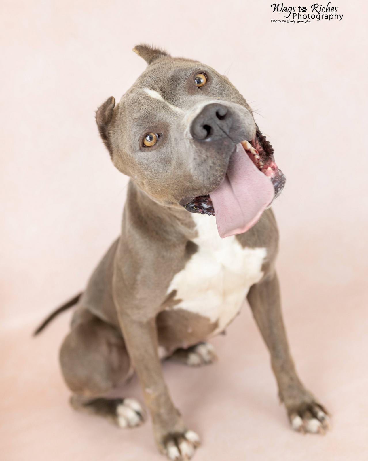 Norma, an adoptable American Staffordshire Terrier in Anniston, AL, 36201 | Photo Image 4