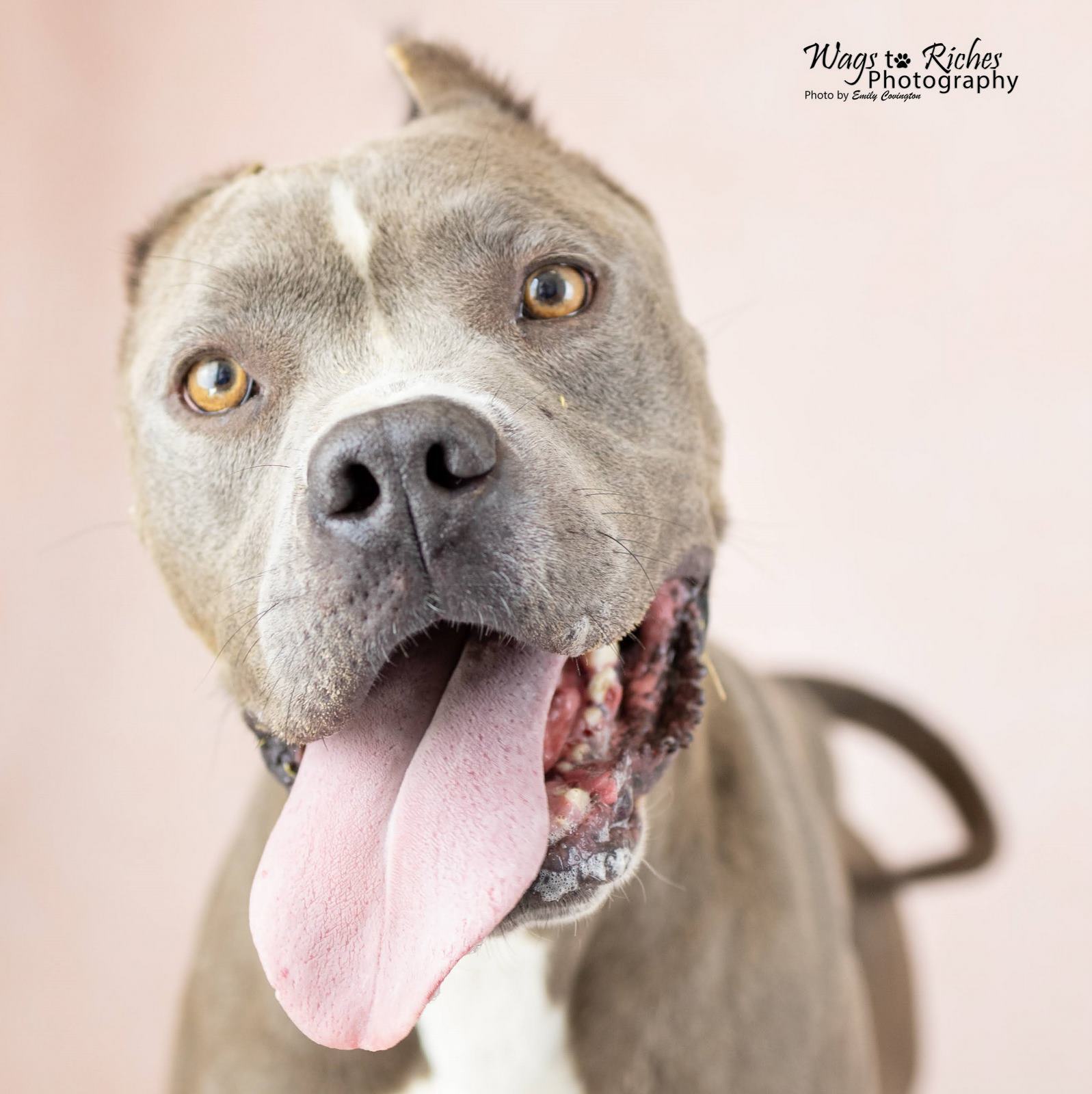 Norma, an adoptable American Staffordshire Terrier in Anniston, AL, 36201 | Photo Image 1