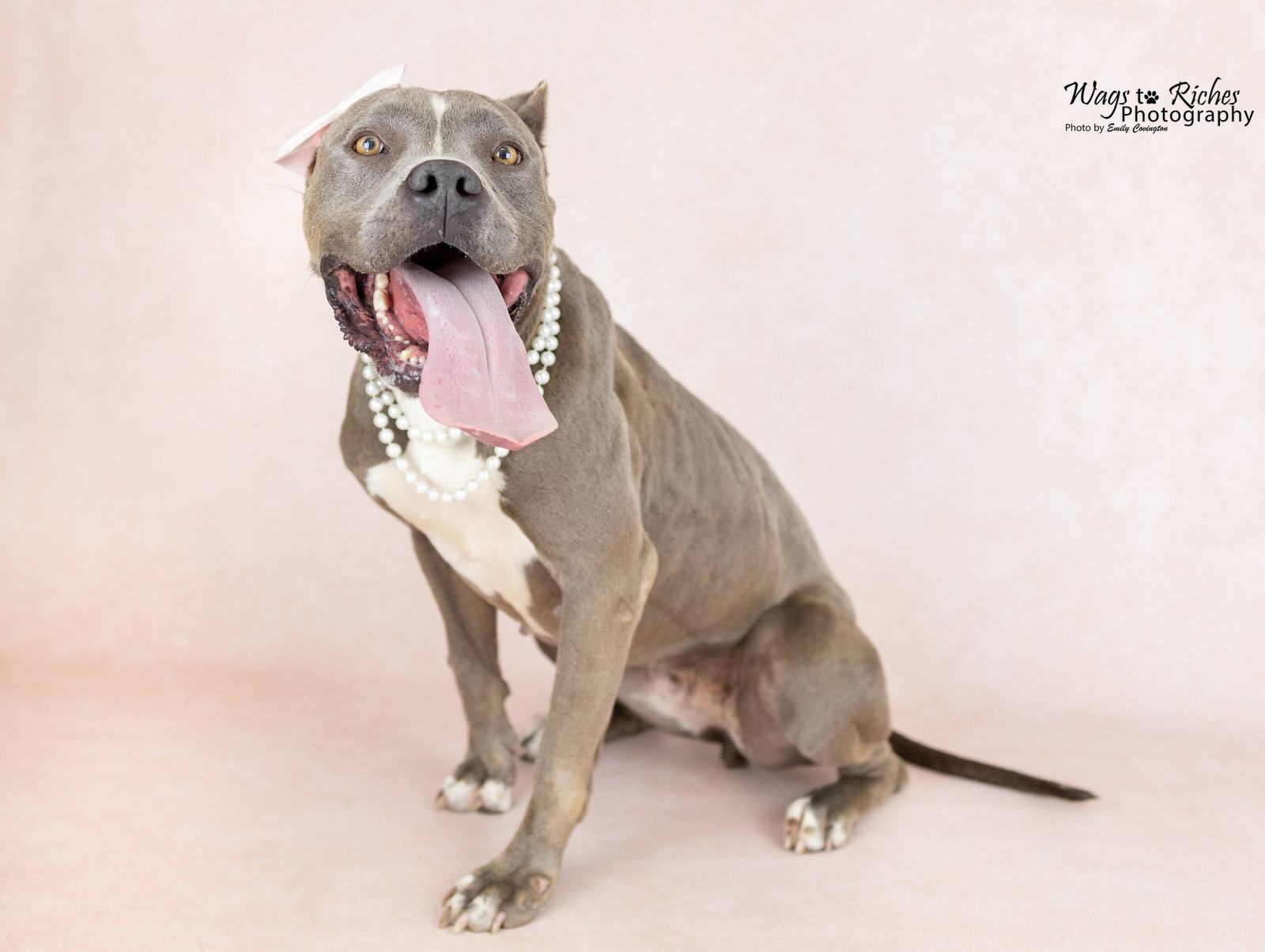 Norma, an adoptable American Staffordshire Terrier in Anniston, AL, 36201 | Photo Image 5