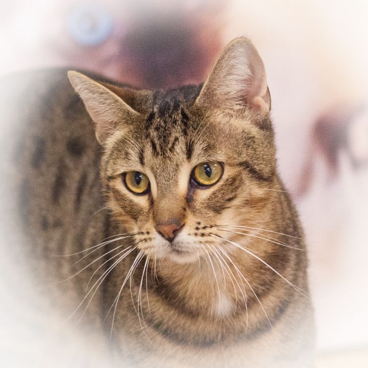 Toshira, an adopted Domestic Short Hair & Bengal Mix in Ponte Vedra, FL_image-1